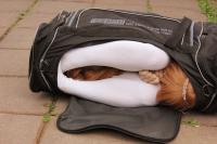 Free Hentai Cosplay Gallery: Taiga Aisaka